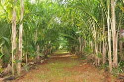 Rows of Palms